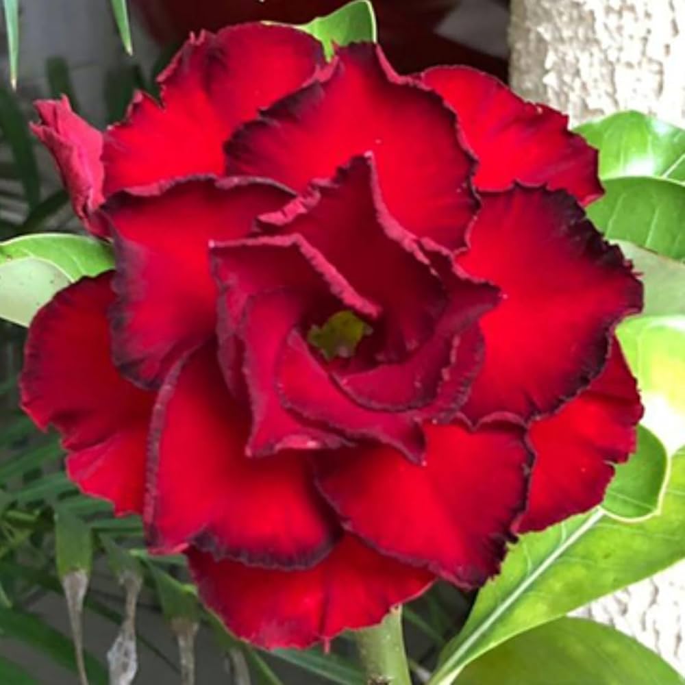 tief Rot Wüstenrose Obesum Blumensamen zur Aussaat – Traditionssorte ohne Gentechnik biologisch Garten Samen Keimung