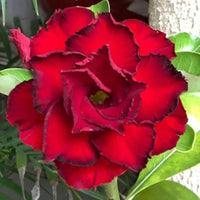 tief Rot Wüstenrose Obesum Blumensamen zur Aussaat – Traditionssorte ohne Gentechnik biologisch Garten Samen Keimung