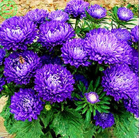 Chinese Aster Callistephus chinensis Samen zur Aussaat Blume Beet urban Garten