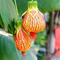Gelb Rot Abutilon Blumensamen zur Aussaat – pflegeleicht – Traditionssorte & ohne Gentechnik Samen Hausgarten
