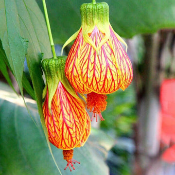 Gelb Rot Abutilon Blumensamen zur Aussaat – pflegeleicht – Traditionssorte & ohne Gentechnik Samen Hausgarten
