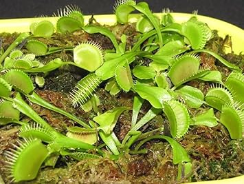 Grün venus fly trap blume samen for anpflanzung - low maintenance, heirloom & gmo free samen for home garten
 
 sale for anpflanzung in home garten