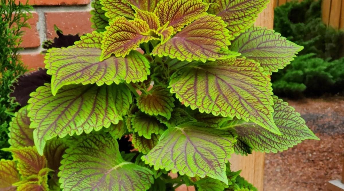 Grün braun coleus blume samen for anpflanzung - cottage garten essential, heirloom & gmo free samen for home garten
 
 sale samen for anpflanzung in home garten