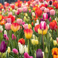 MultiColour Tulpe Blumensamen zur Aussaat leuchtend Traditionssorte & ohne Gentechnik Samen Hausgarten