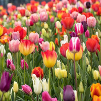 Tulpe Blumensamen zur Aussaat – Landhaus Garten wichtig – Traditionssorte & ohne Gentechnik Samen Hausgarten
