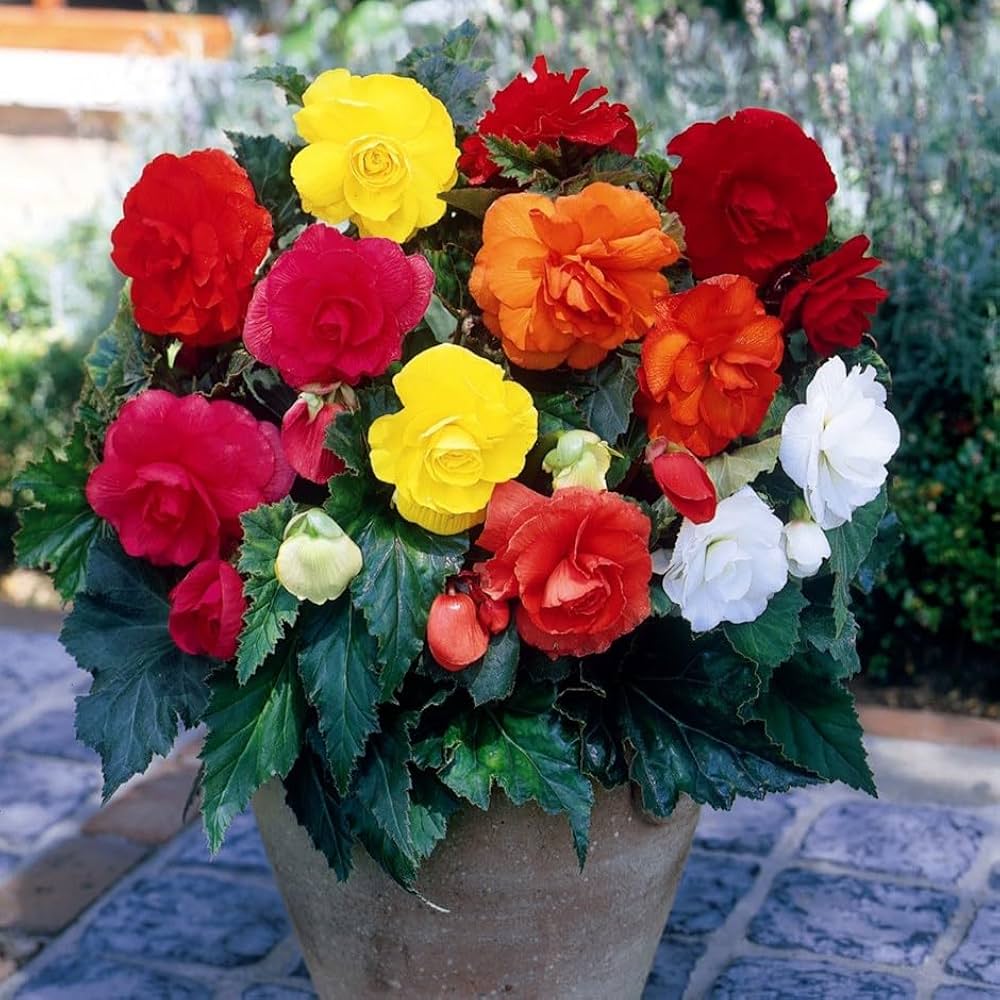 Begonie Samen zur Aussaat Blume Beet Hausgarten
