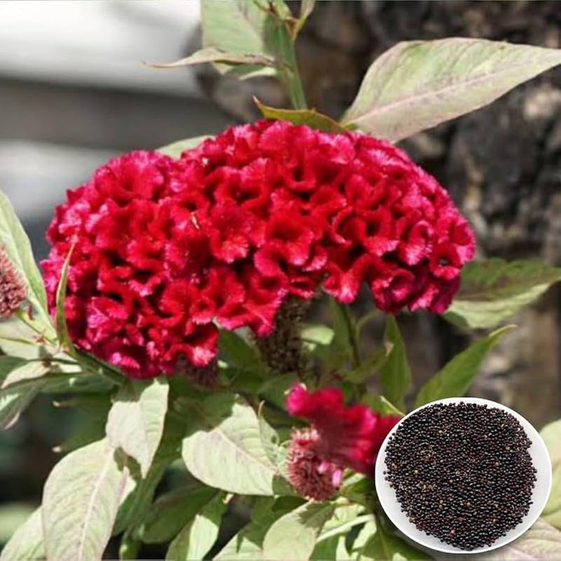 Hahnenkammblumensamen cockscomb blume samen