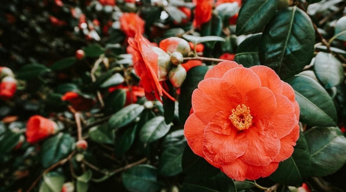 Light orange camellia blume samen for anpflanzung - perfect for borders, heirloom & gmo free samen for home garten
 
 sale samen for anpflanzung in home garten