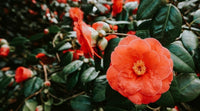Light orange camellia blume samen for anpflanzung - perfect for borders, heirloom & gmo free samen for home garten
 
 sale samen for anpflanzung in home garten