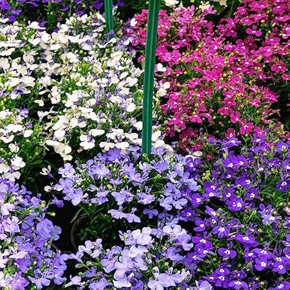 Lobelia Erinus Samen zur Aussaat hängend Baskets