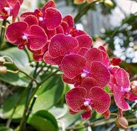 Rot Orchidee Blumensamen zur Aussaat saisonal Dauerblüher Traditionssorte & ohne Gentechnik Samen Hausgarten