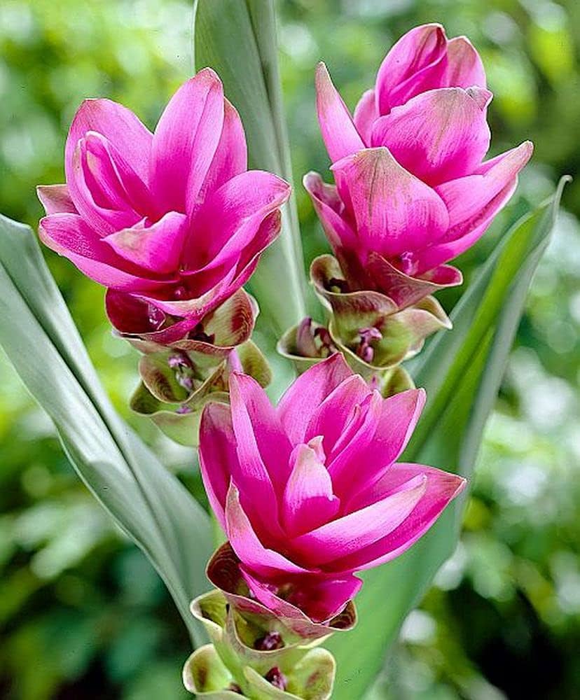 Curcuma Mischung Blume Samen zur Aussaat – leuchtend tropisch Blüten für Ihren Garten
