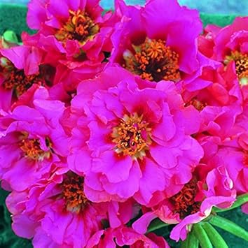 Rosa portulaca rose blume samen for anpflanzung - vibrant colors, heirloom & gmo free samen for home garten
 
 sale for anpflanzung in home garten