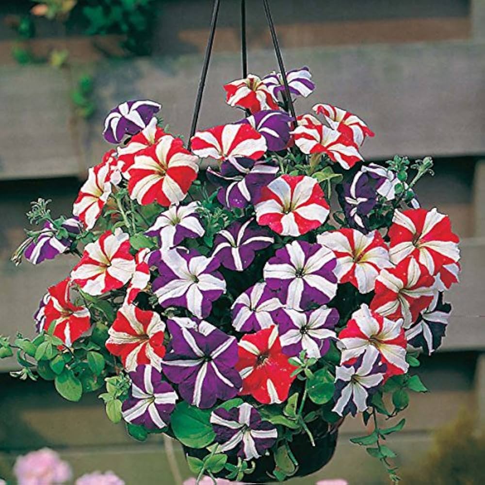 Petunia star orchid ice blume samen for elegant garten accents