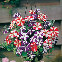 Petunia star orchid ice blume samen for elegant garten accents
