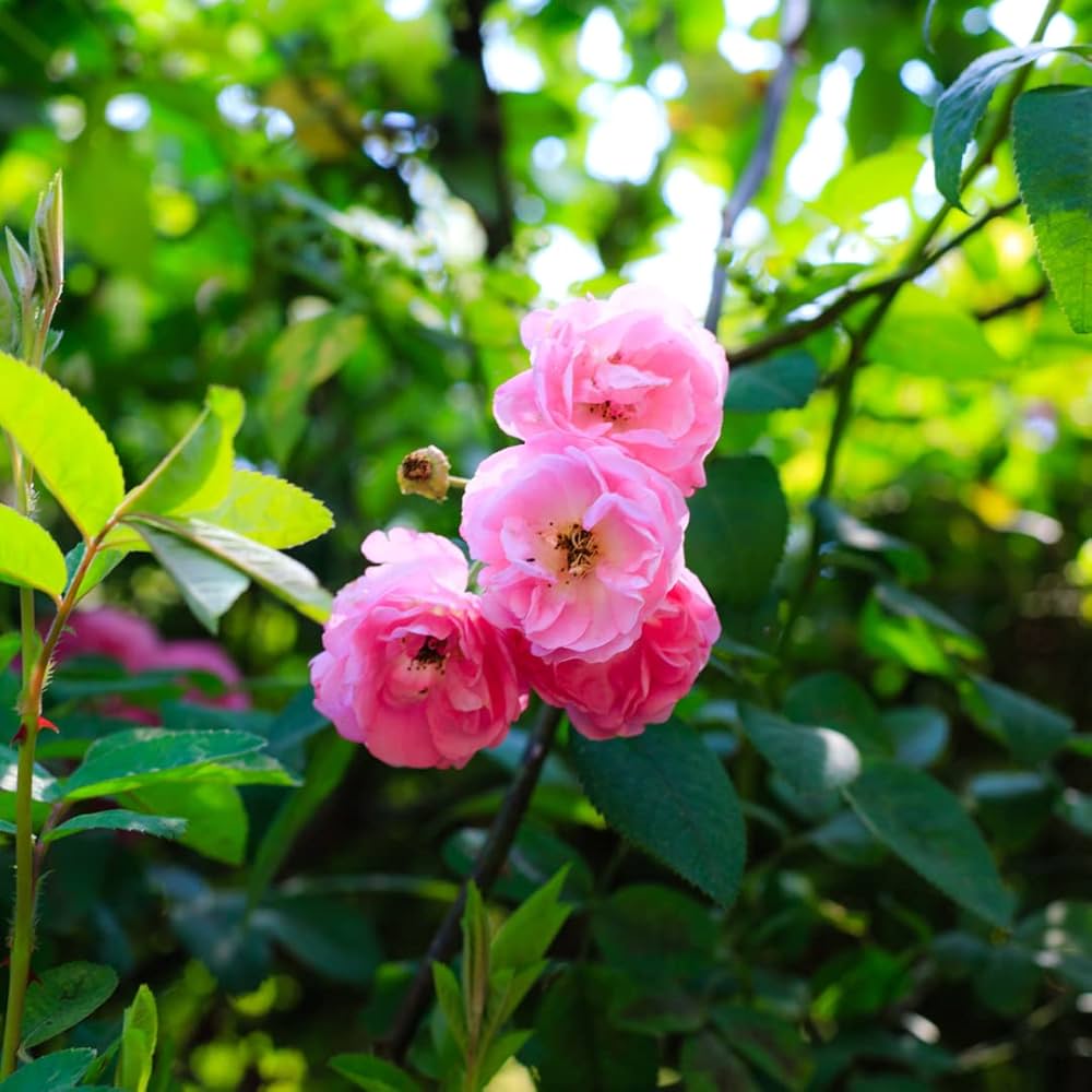 Dream Rose Samen zur Aussaat Rosa Chinensis romantic Garten Blume Beet