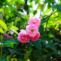Dream Rose Samen zur Aussaat Rosa Chinensis romantic Garten Blume Beet