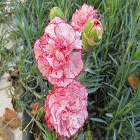 Garofano Orange Nelke Caryophyllus Samen zur Aussaat Blume Beet