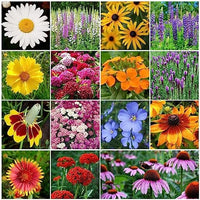mehrjährig Blumensamen zur Aussaat Garten beliebt Traditionssorte & ohne Gentechnik Samen Hausgarten