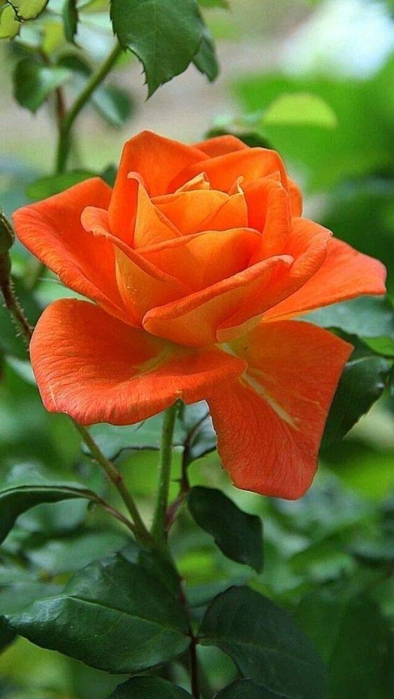 Orange Promise Rose Blumensamen zur Aussaat – leuchtend Blüten – Traditionssorte & ohne Gentechnik Samen Hausgarten