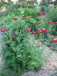 Rose Chrysantheme Coccineum Samen Rot – ausdrucksstark Chrysantheme Blüten
