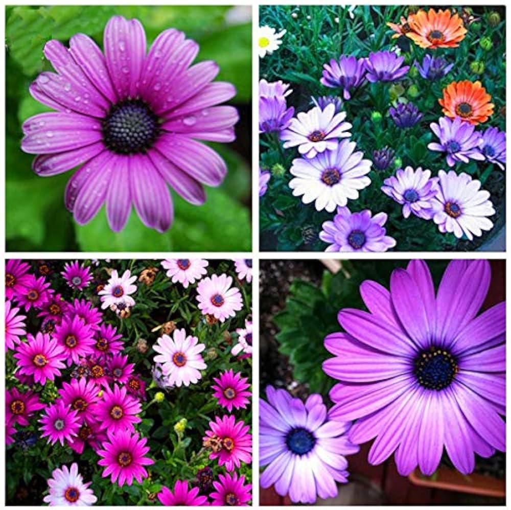 Afano Blau-Eyed Daisy Samen – Kapkörbchen für Innenräume Blume Aussaat