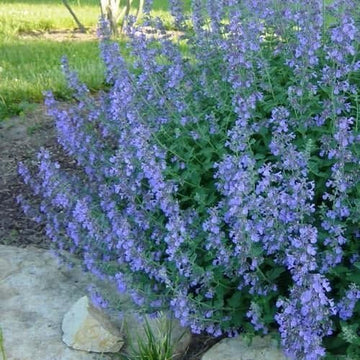 Catmint Blau Blumensamen zur Aussaat
