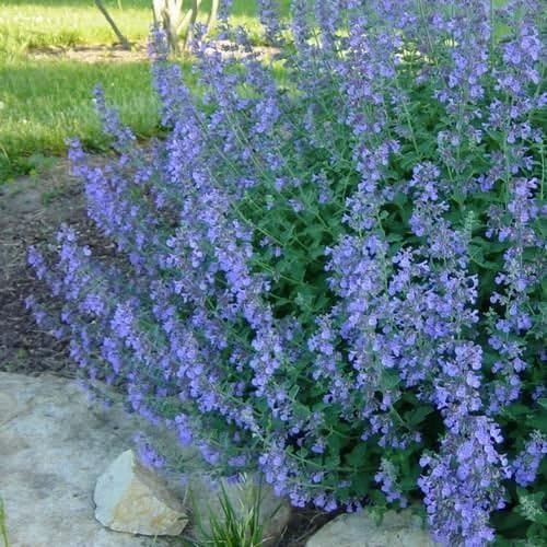 Catmint Blau Blumensamen zur Aussaat