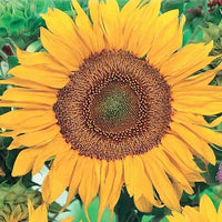 Traditionssorte Sonnenblume "Zwerg Sunspot" Samen kompakt – leuchtend Blüten