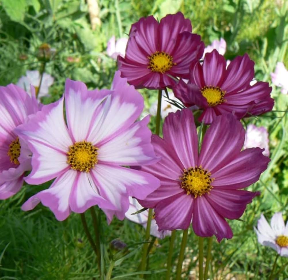 Cosmos Lila Rot Weiß Mischung Blumensamen a farbenfroh Garten Schau