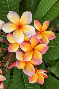 Gemischt Frangipani Blumensamen zur Aussaat – leuchtend – Traditionssorte & ohne Gentechnik Samen Hausgarten