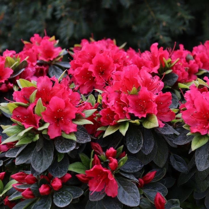 Rot Azaleas Blumensamen zur Aussaat – Schnitt Blume beliebt – Traditionssorte & ohne Gentechnik Samen Hausgarten