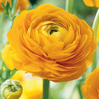 Gelb Ranunculus Asiaticus Blumensamen Rich – Layered Garten Blüten