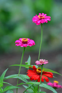Zinnie Zinnie elegans Blumensamen zur Aussaat