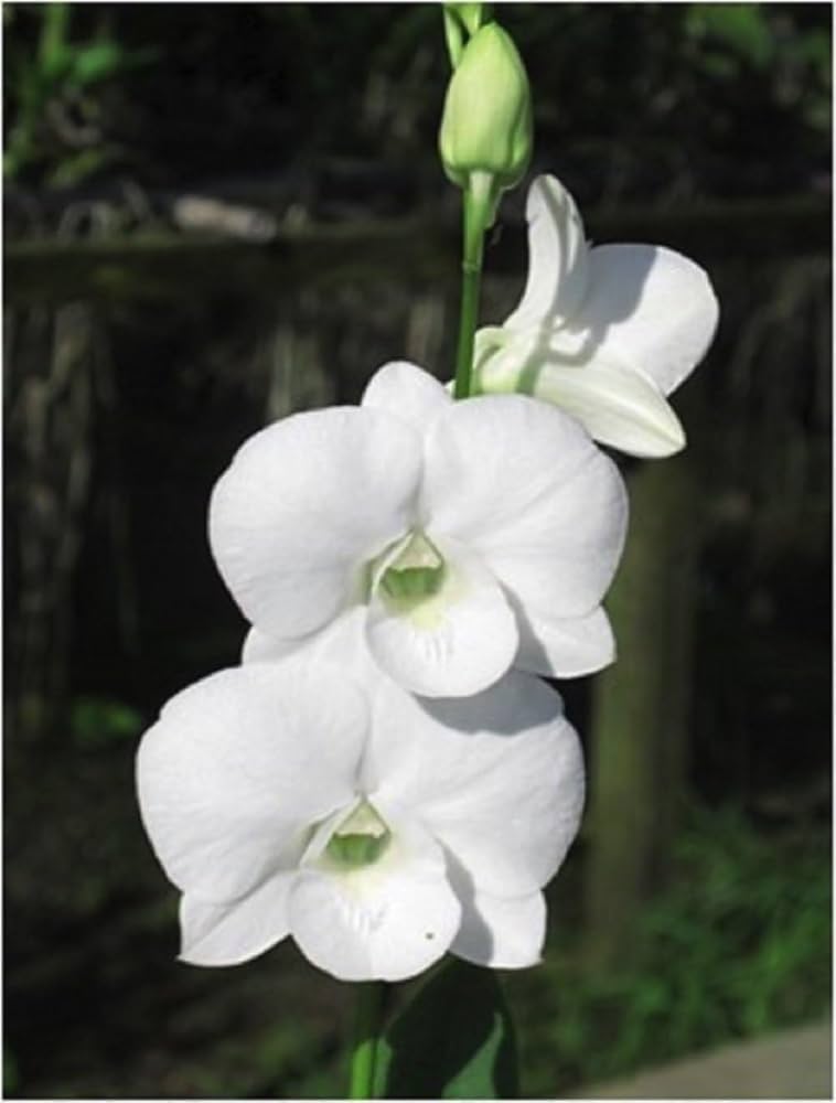 Schmetterlingsorchidee Orchids Blumensamen zur Aussaat saisonal Dauerblüher Traditionssorte & ohne Gentechnik Samen Hausgarten