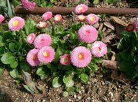 Bellis Strawberries & Creme Daisy Samen Blumen