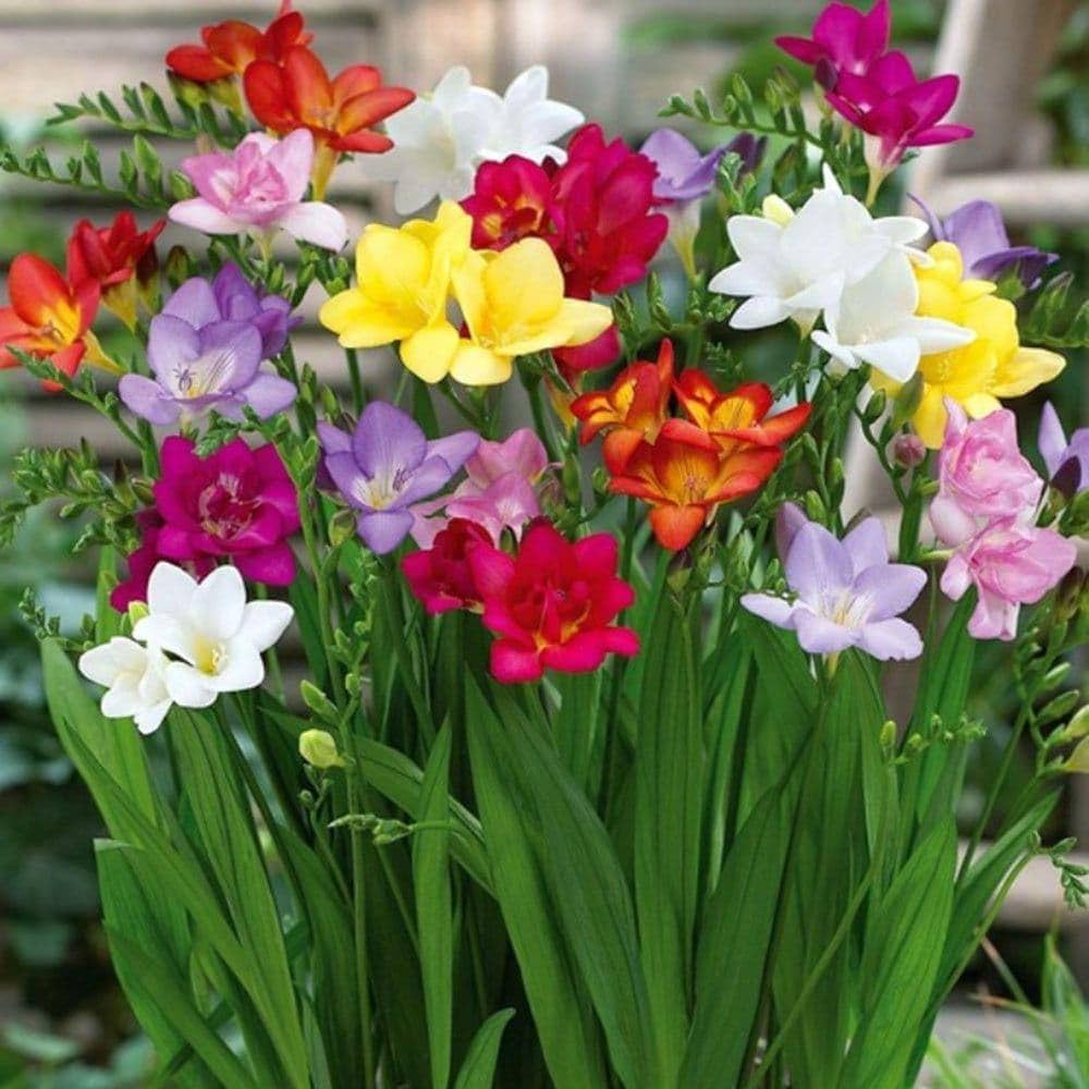 MultiColored Freesias Blumensamen zur Aussaat sonnenliebend Traditionssorte & ohne Gentechnik Samen Hausgarten
