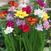 MultiColored Freesias Blumensamen zur Aussaat sonnenliebend Traditionssorte & ohne Gentechnik Samen Hausgarten