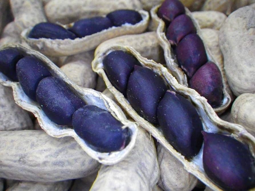 Blau Peanut Samen – Ideal zum Pflanzen