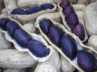 Blau Peanut Samen – Ideal zum Pflanzen
