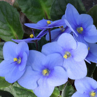Himmelblau Saintpaulia Blumensamen zur Aussaat – Anzucht – Traditionssorte & ohne Gentechnik Samen Hausgarten