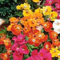 Nemesia Masquerade Samen – farbenfroh Bi- einjährig Gartenblumen