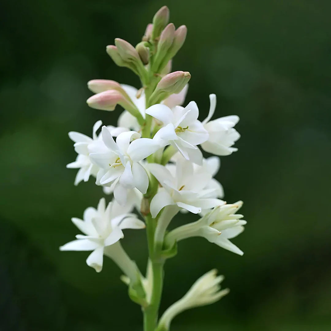 Weiß duftend Clove Blumensamen zur Aussaat lang Blüte Saison Traditionssorte & ohne Gentechnik Samen Hausgarten
