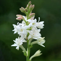 Weiß duftend Clove Blumensamen zur Aussaat lang Blüte Saison Traditionssorte & ohne Gentechnik Samen Hausgarten