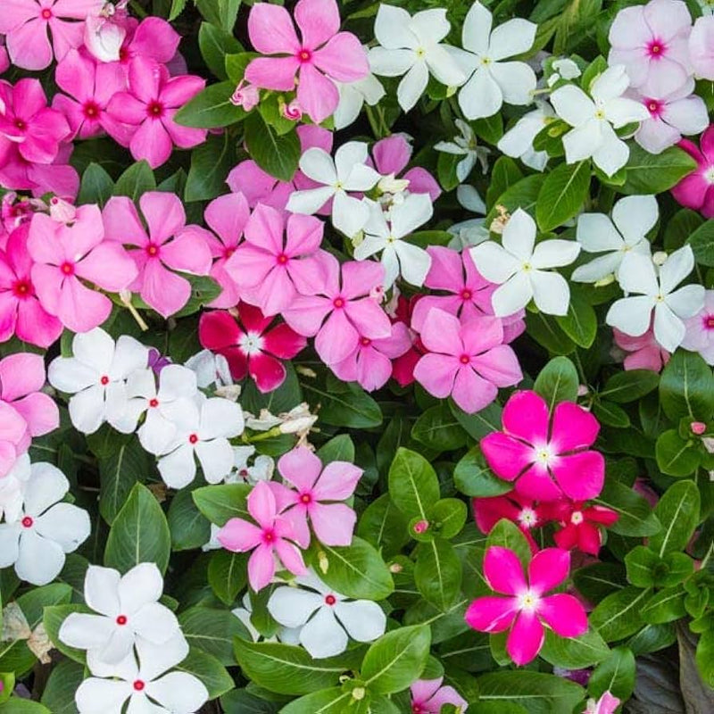 Mixed madagascar blume samen for anpflanzung - pollinator friendly, heirloom & gmo free samen for home garten
 
 sale samen for anpflanzung in home garten