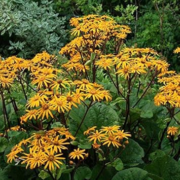 Ligularia dentata blume samen for anpflanzung - garten favorite, heirloom & gmo free samen for home garten
 
 sale samen for home garten