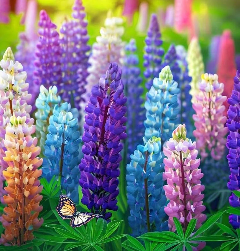 Lupine lupinus polyphyllus samen for anpflanzung in wildflower garten