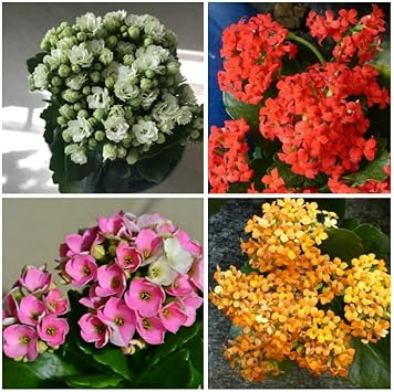 Multi-color kalanchoe blume samen for anpflanzung - bright blooms, heirloom & gmo free samen for home garten
 
 sale for anpflanzung in home garten.