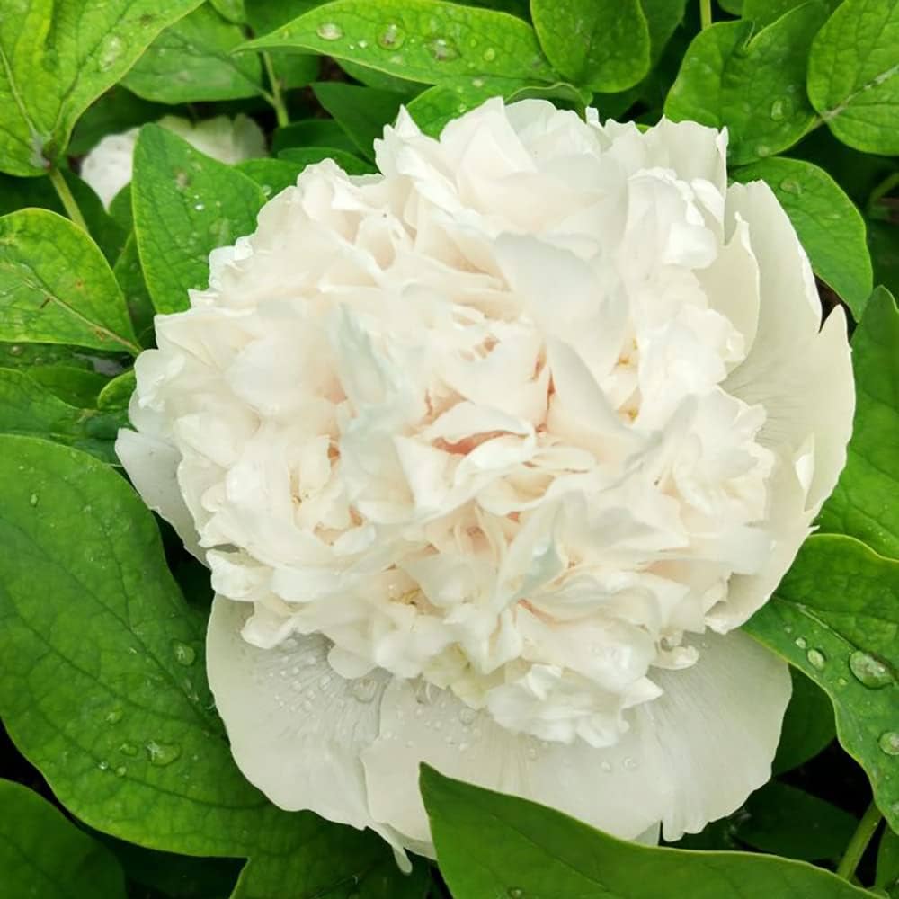 Weiß Pfingstrose Blumensamen elegant – Pure Garten Blüten