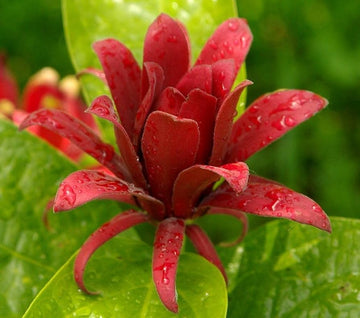 Calycanthus floridus samen for anpflanzung in blume bed